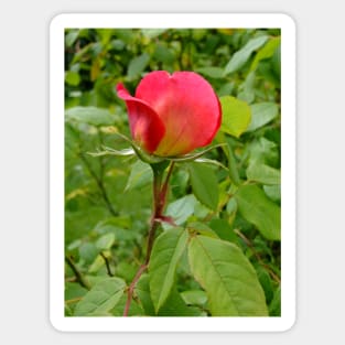 Tea Rose Sticker